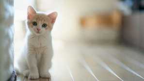 5 Предимства, които имате котка у дома